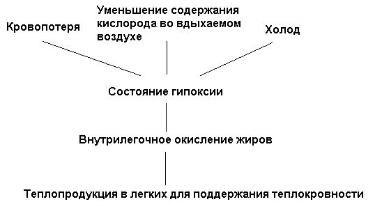 Схема лёгочного термогенеза по К. С. Тринчеру